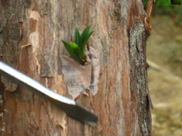 图解 很实用的罗汉松盆景嫁接方法