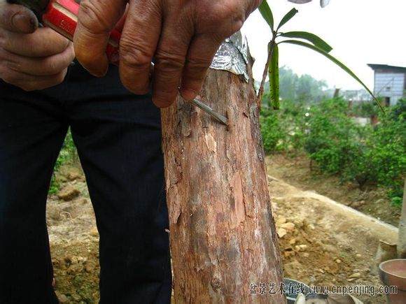 图解 很实用的罗汉松盆景嫁接方法