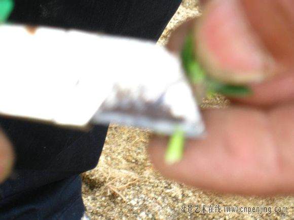 图解 很实用的罗汉松盆景嫁接方法