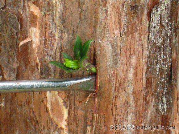 图解 很实用的罗汉松盆景嫁接方法