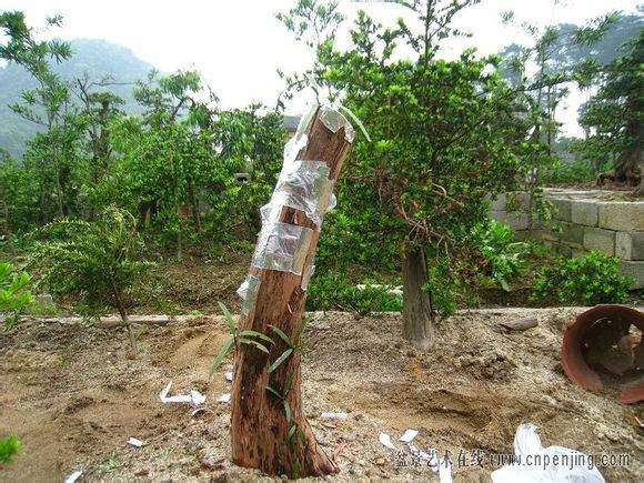 图解 很实用的罗汉松盆景嫁接方法