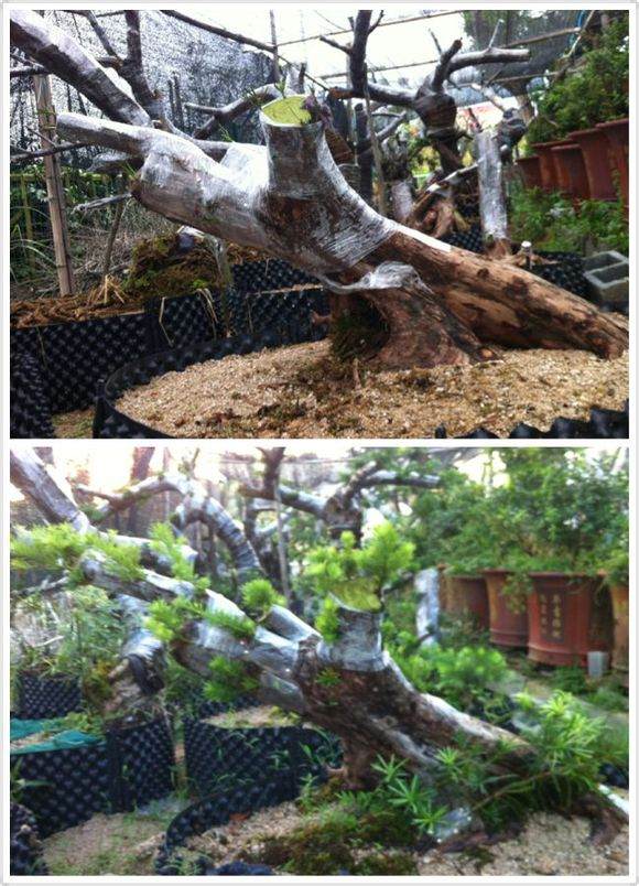 图解 嫁接3个月长势良好的罗汉松下山桩