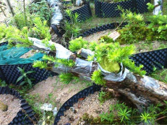 嫁接3个月长势良好的罗汉松桩