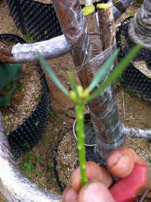 嫁接3个月长势良好的罗汉松桩