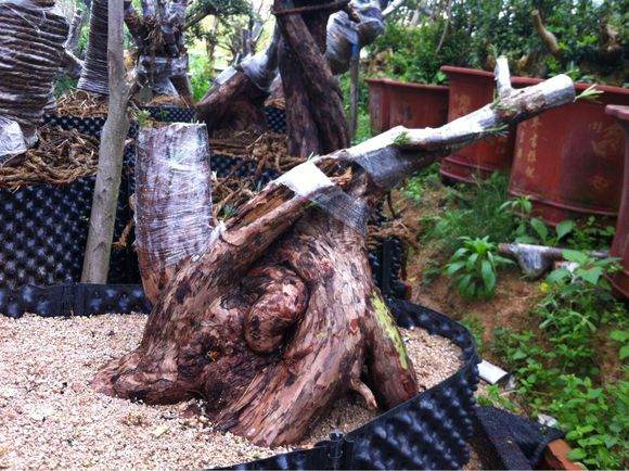 嫁接3个月长势良好的罗汉松桩