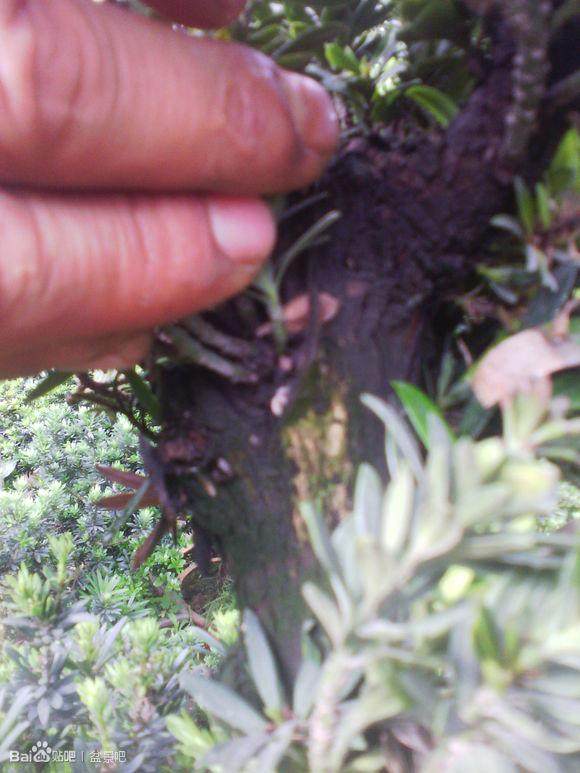 谁知道 罗汉松是怎样嫁接的