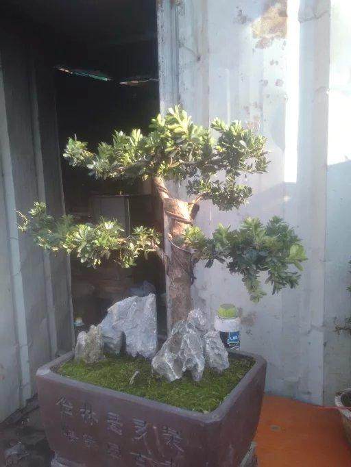 这是珍珠罗汉松吗是嫁接的吗 图片