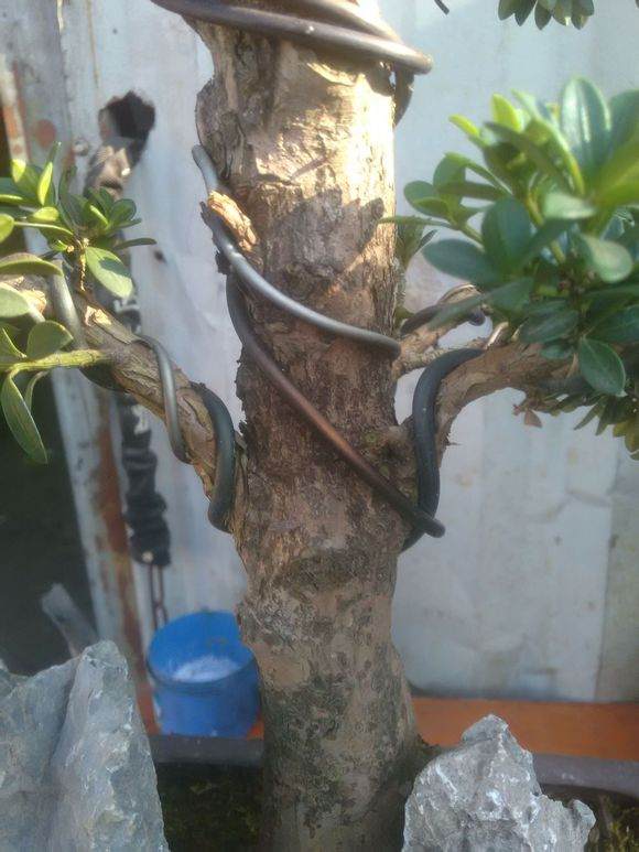 这是珍珠罗汉松吗是嫁接的吗 图片