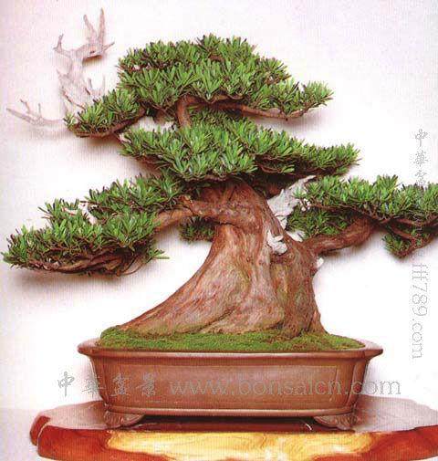 罗汉松怎么才能繁殖 是嫁接 还是插枝