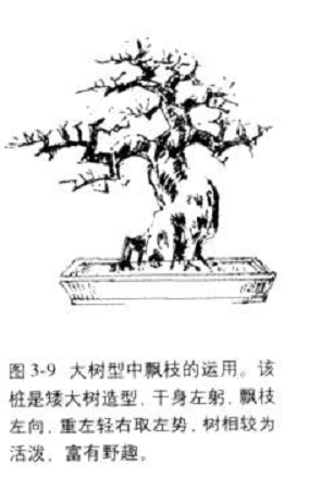 飘枝在桩景盆景造型中的合理运用