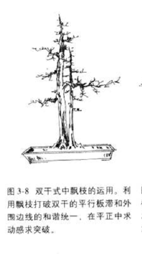 飘枝在桩景盆景造型中的合理运用