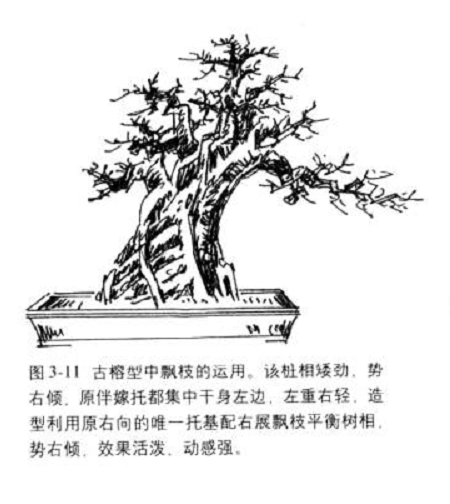 飘枝在桩景盆景造型中的合理运用