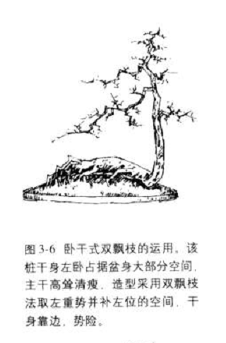 飘枝在桩景盆景造型中的合理运用