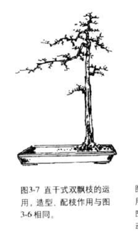 飘枝在桩景盆景造型中的合理运用