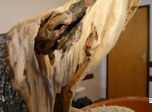 图解 老外人工舍利干盆景制作全记录