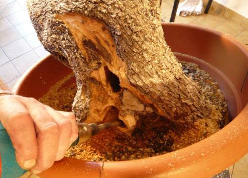 图解 老外人工舍利干盆景制作全记录