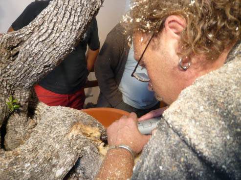 图解 老外人工舍利干盆景制作全记录