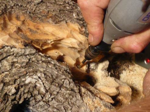 图解 老外人工舍利干盆景制作全记录