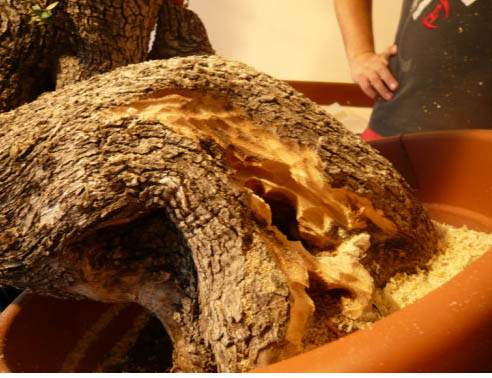 图解 老外人工舍利干盆景制作全记录