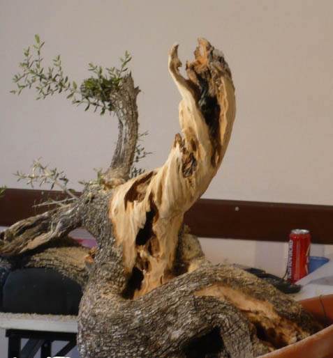 图解 老外人工舍利干盆景制作全记录