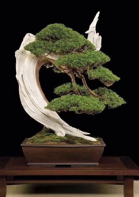 为什么舍利干盆景一直颇有争议 图片