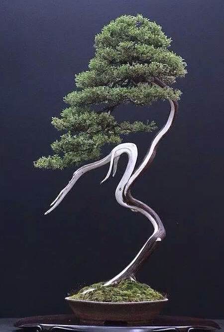 为什么舍利干盆景一直颇有争议 图片