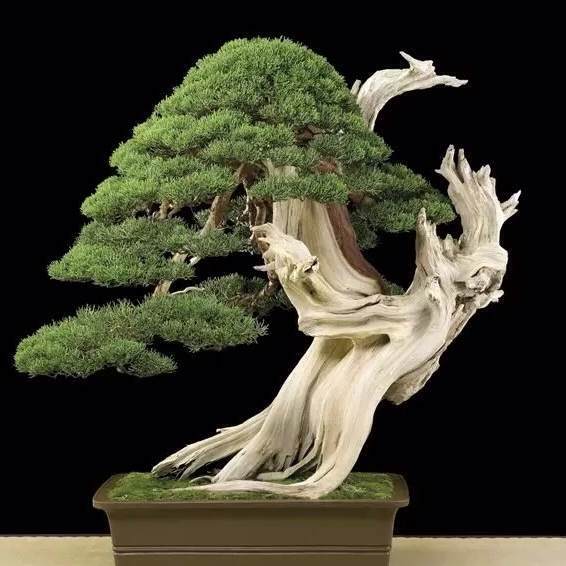 为什么舍利干盆景一直颇有争议 图片