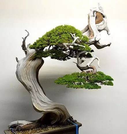 为什么舍利干盆景一直颇有争议 图片