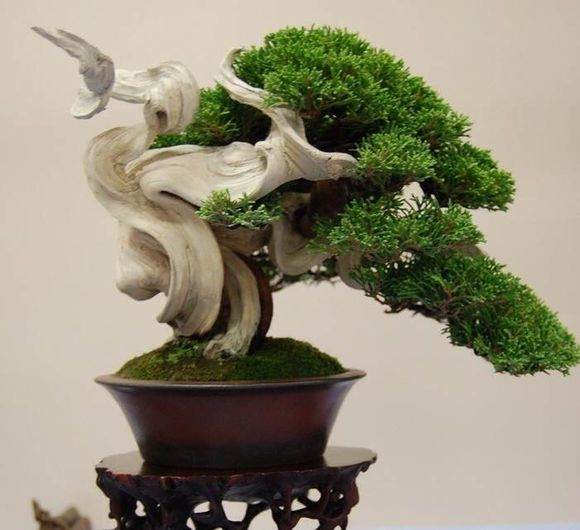 为什么舍利干盆景一直颇有争议 图片