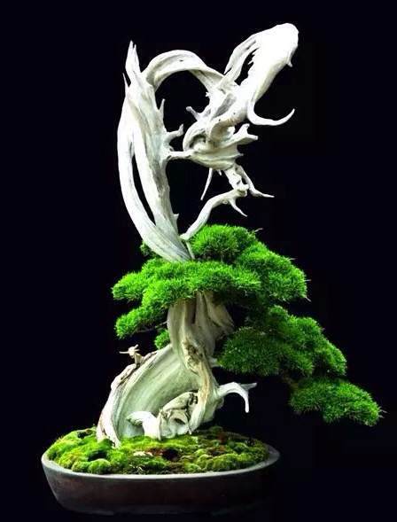 为什么舍利干盆景一直颇有争议 图片