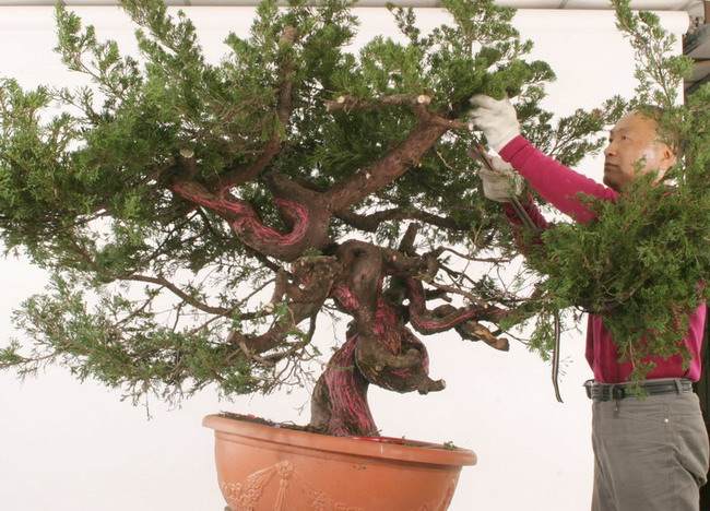 图解 郑诚恭怎么制作舍利干盆景的过程