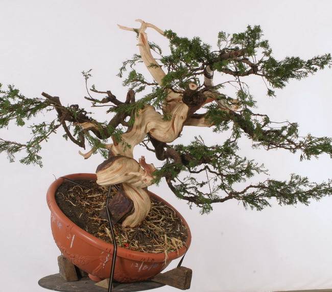 图解 郑诚恭怎么制作舍利干盆景的过程