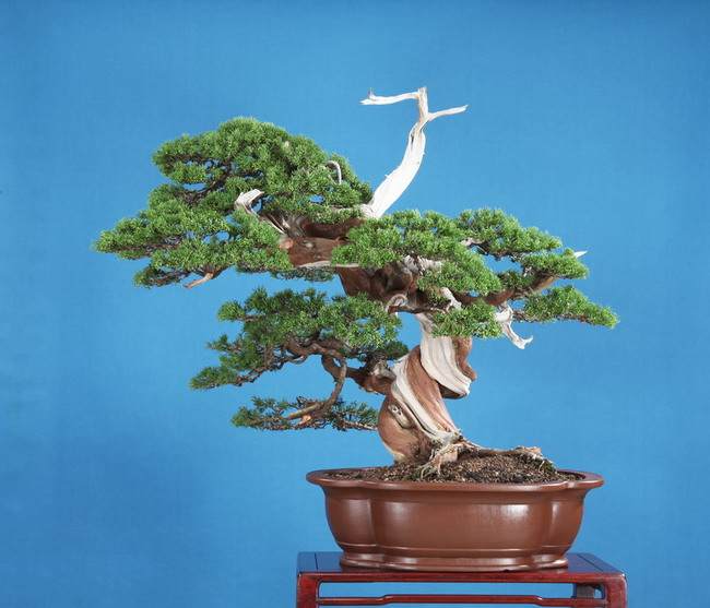 图解 郑诚恭怎么制作舍利干盆景的过程