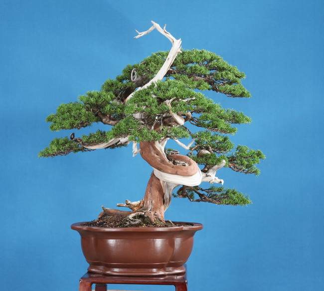 图解 郑诚恭怎么制作舍利干盆景的过程