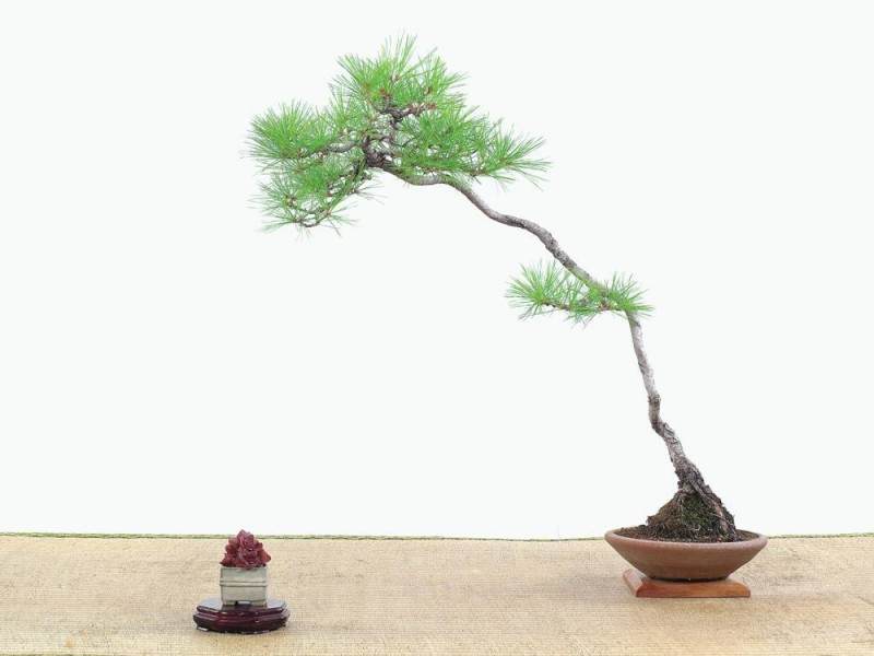 自贡文人盆景树