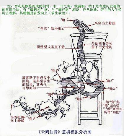 悬崖盆景制作图解