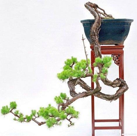 图解 悬崖盆景怎么制作的方法