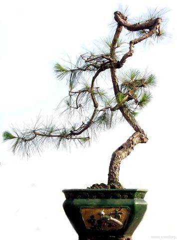 图解 悬崖盆景怎么制作的方法