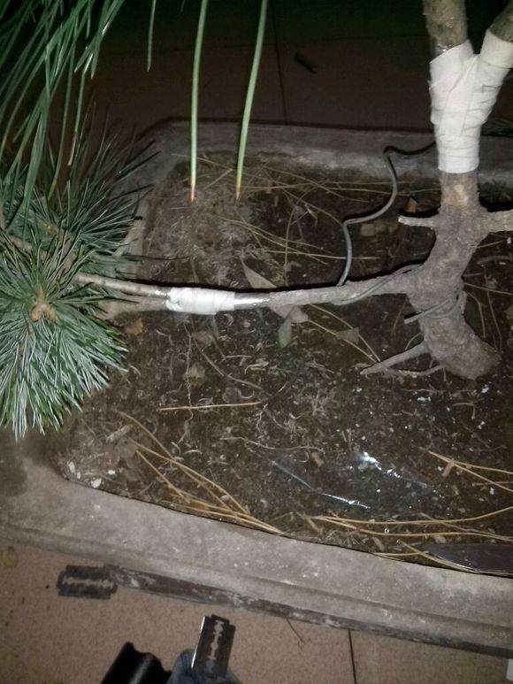 刚刚用马尾松嫁接了五针松盆景