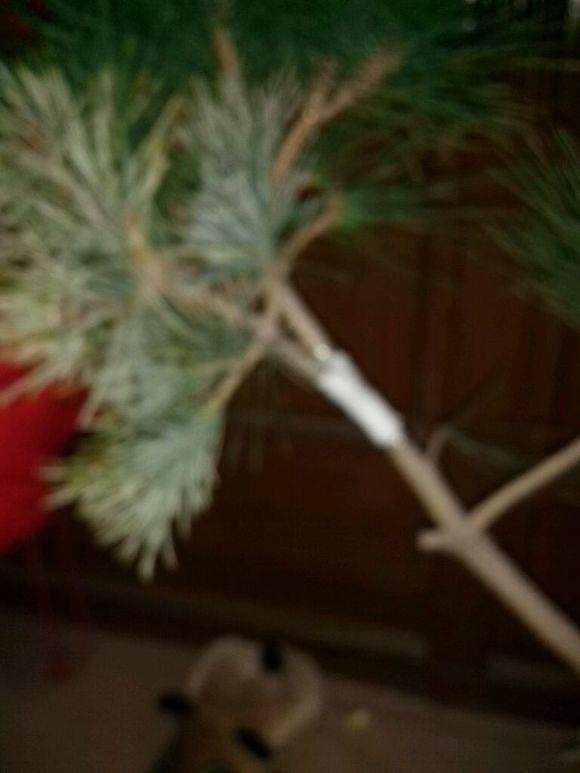 刚刚用马尾松嫁接了五针松盆景