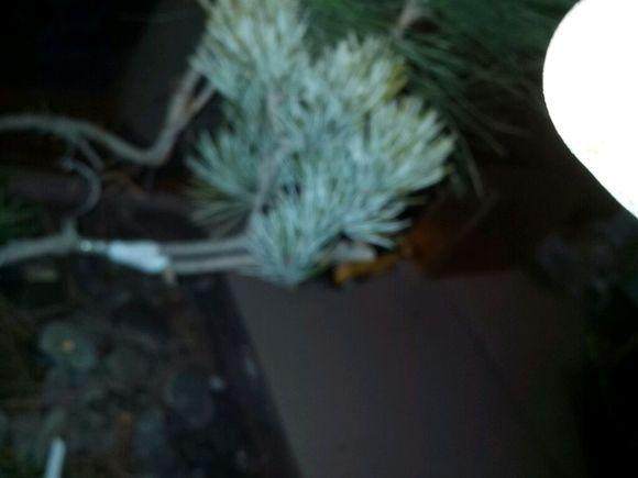 刚刚用马尾松嫁接了五针松盆景