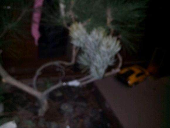 刚刚用马尾松嫁接了五针松盆景