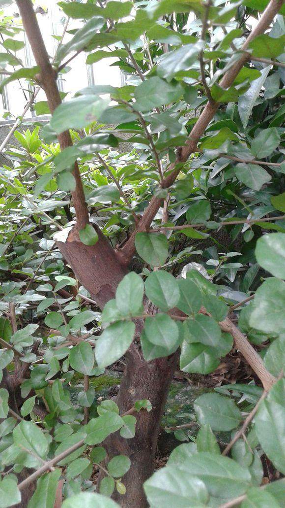 请教雀梅盆景怎么定枝的方法