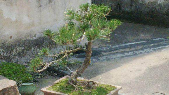 五针松盆景重新定枝了 怎么样 图片