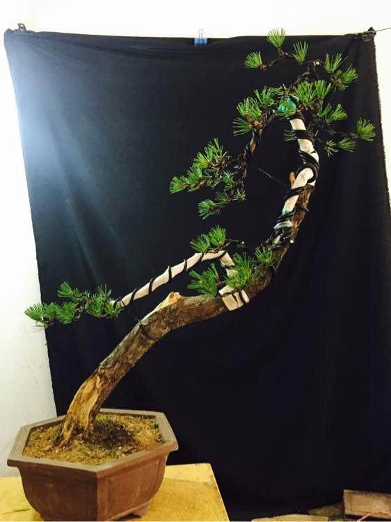 黑松盆景