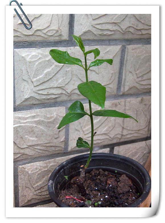 腊梅嫩枝怎么嫁接的手法