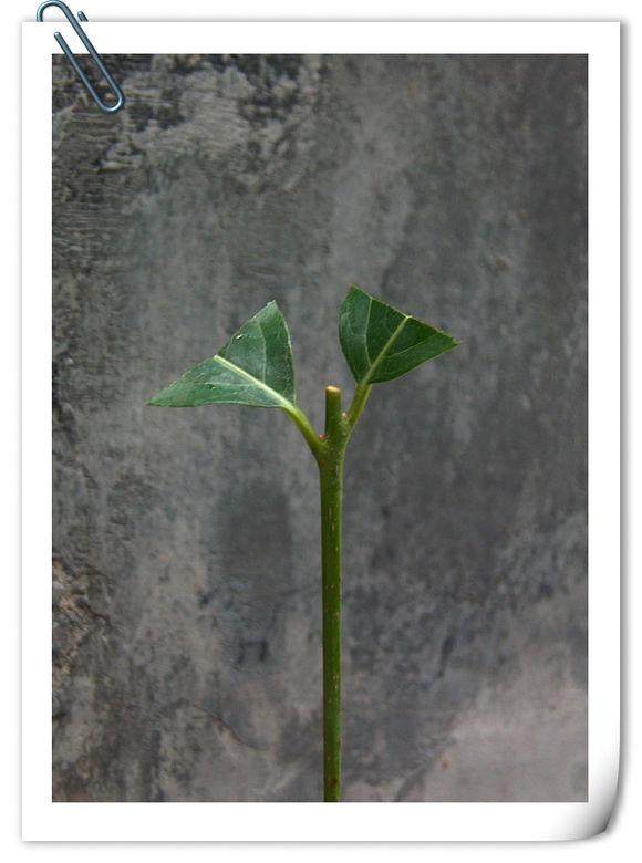 腊梅嫩枝怎么嫁接的手法