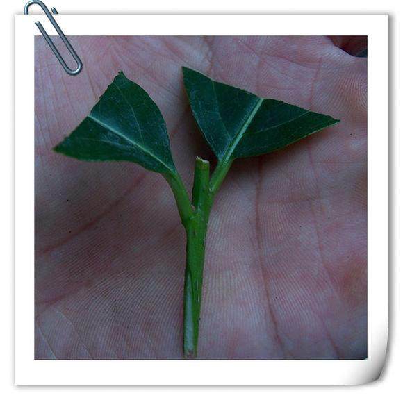 腊梅嫩枝怎么嫁接的手法