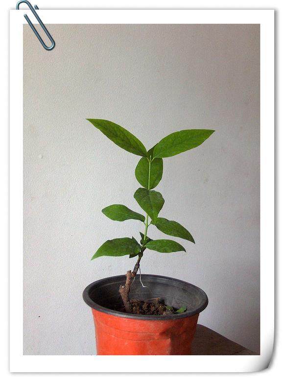 腊梅嫩枝怎么嫁接的手法