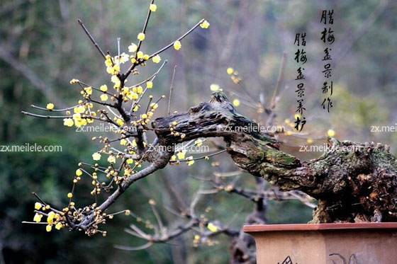 腊梅盆景怎样上盆制作的过程 图片